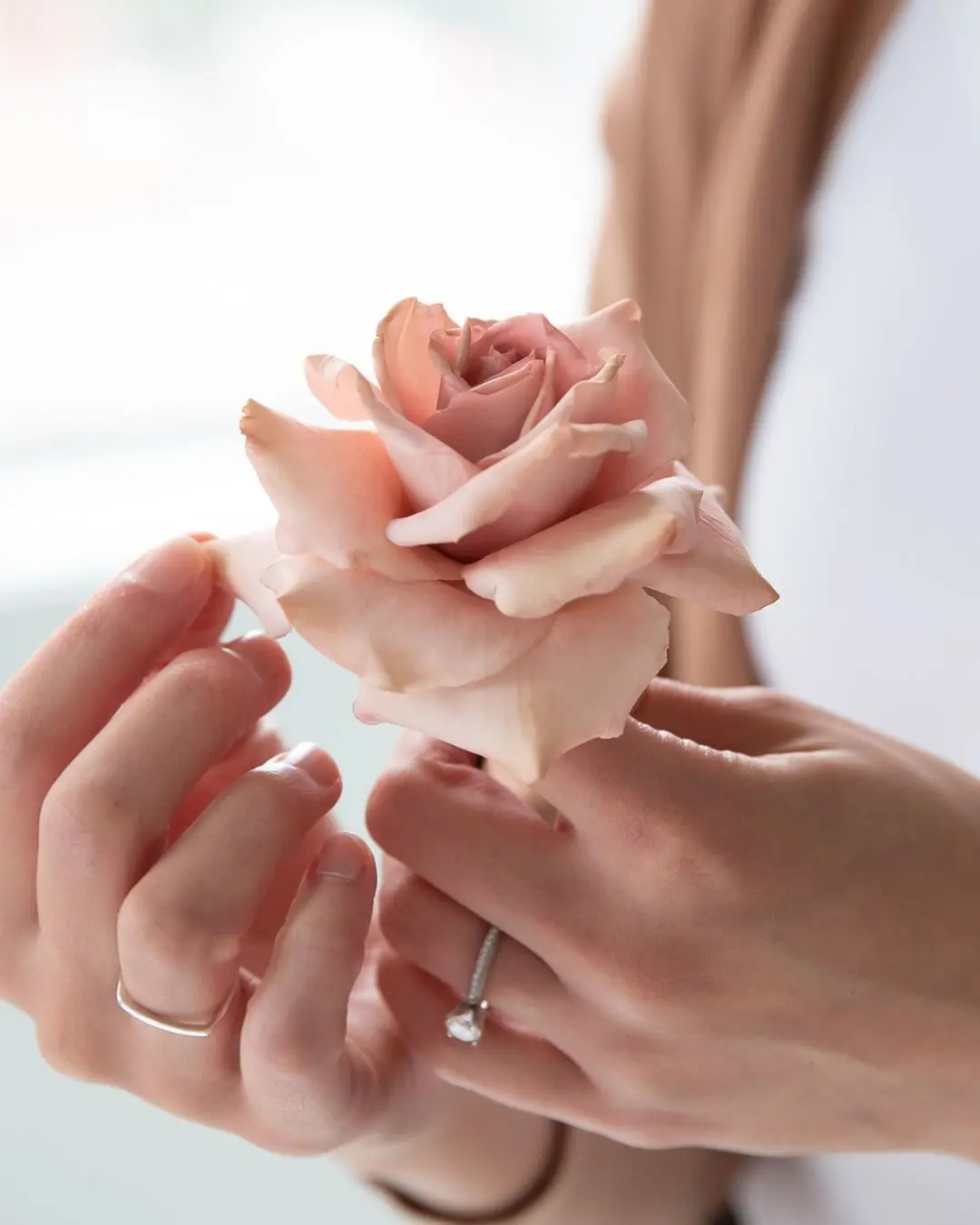 Classic Sugar Rose